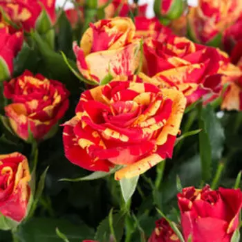 Роза спрей Файр Флеш (С3,5)