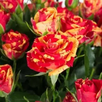 Роза спрей миниатюрная Файр Флеш