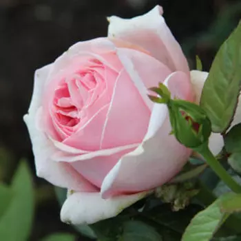Роза Тантау чайно-гибридная Афродита