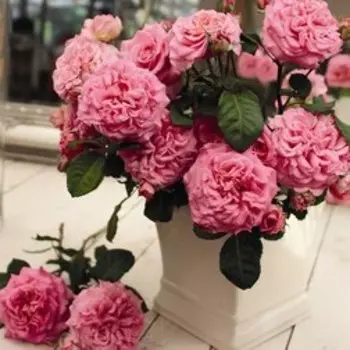 Роза Тантау чайно-гибридная Эшли