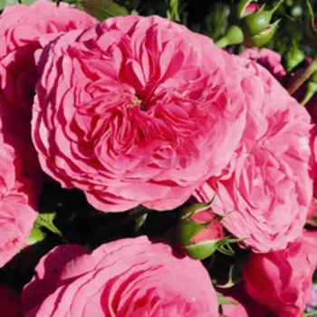 Роза Тантау флорибунда Баронесса