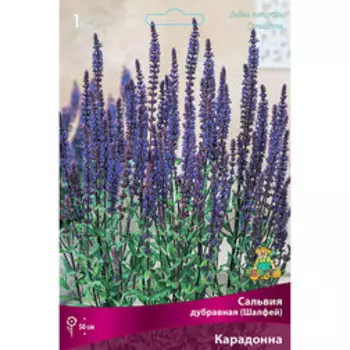 Сальвия дубравная (Шалфей) Карадонна