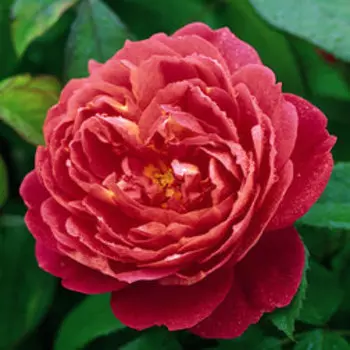 Роза английская парковая Бенжамин Бриттен