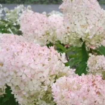 Гортензия метельчатая Сильвер Доллар