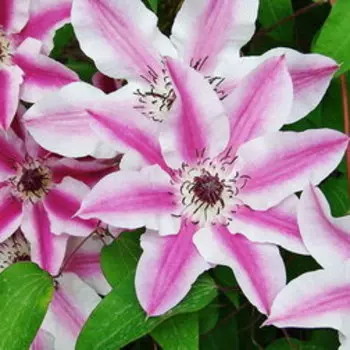 Клематис крупноцветковый Биз Джубили