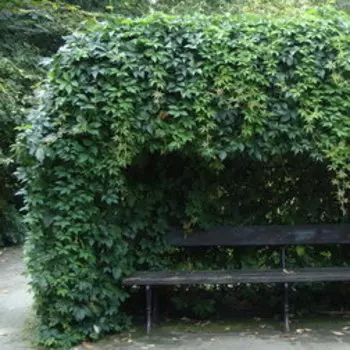 Виноград пятилисточковый