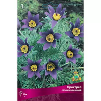 Прострел обыкновенный