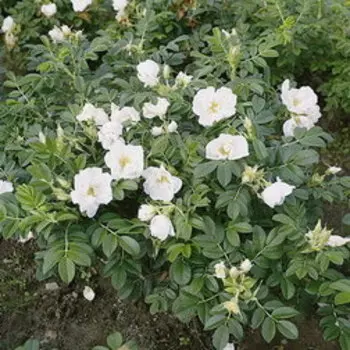 Роза морщинистая Альба