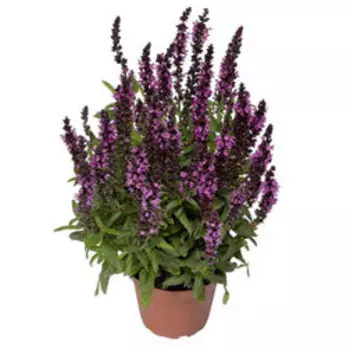 Шалфей пышный Мерло Роуз компакт (1уп-100шт) профессиональные семена