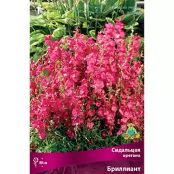 Сидальцея орегана Бриллиант