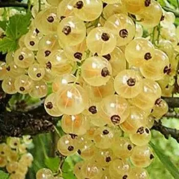 Смородина белая Белая фея (С2)