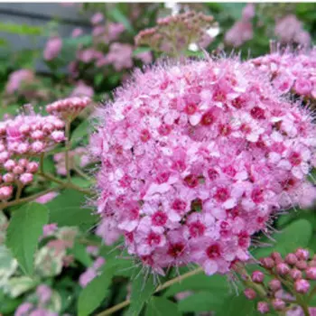 Спирея березолистная Пинк Спаклер (С2)