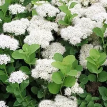 Спирея березолистная (С2)