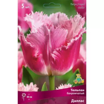 Тюльпан Бахромчатый Даллас (5 шт.)