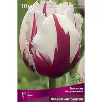 Тюльпан Бахромчатый Флейминг Балтик (10 шт.)