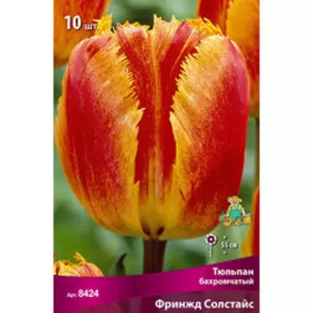 Тюльпан Бахромчатый Фринжд Солстайс (10 шт.)