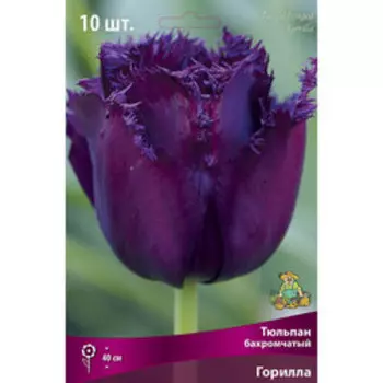 Тюльпан бахромчатый Горилла* (10 шт.)