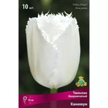 Тюльпан Бахромчатый Ханимун (10 шт.)