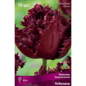 Тюльпан бахромчатый Лабрадор* (10 шт.)