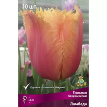 Тюльпан бахромчатый Ламбада (10 шт.)