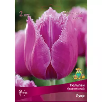 Тюльпан бахромчатый Лувр (10 шт.)