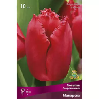 Тюльпан Бахромчатый Макарска (10 шт.)