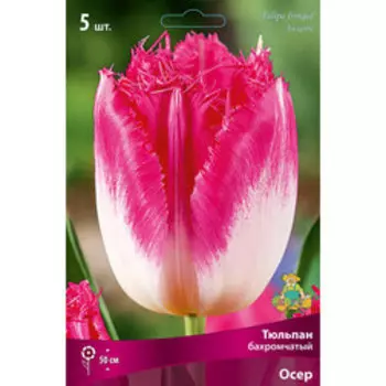 Тюльпан Бахромчатый Осер (5 шт.)