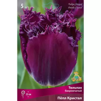Тюльпан Бахромчатый Пёпл Кристал (5 шт.)