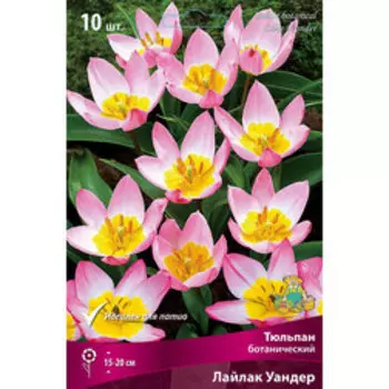 Тюльпан ботанический Лайлак Уандер (10 шт.)