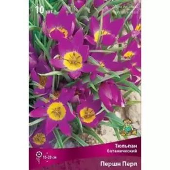 Тюльпан ботанический Першн Перл (10 шт.)