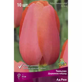Тюльпан Дарвинов гибрид Ад Рем (10 шт.)
