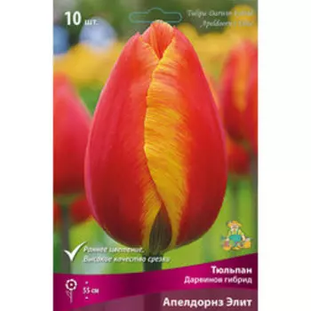 Тюльпан Дарвинов гибрид Апельдорнз Элит (10 шт.)