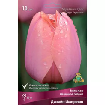 Тюльпан Дарвинов гибрид Дизайн Импрешн (10 шт.)