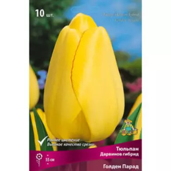 Тюльпан Дарвинов гибрид Голден парад (10 шт.)
