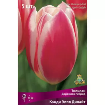 Тюльпан Дарвинов гибрид Кэнди Эппл Дилайт (5 шт.) 12+