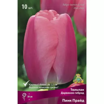 Тюльпан Дарвинов гибрид Пинк Прайд (10 шт.)
