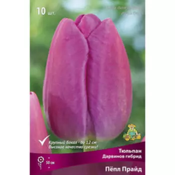Тюльпан Дарвинов гибрид Пёпл Прайд (10 шт.)