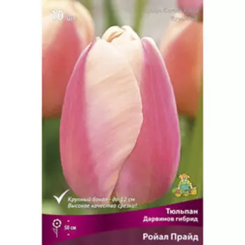 Тюльпан Дарвинов гибрид Ройал Прайд 11-12/К 10шт