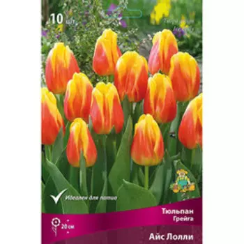 Тюльпан Грейга Айс Лолли (10 шт.)