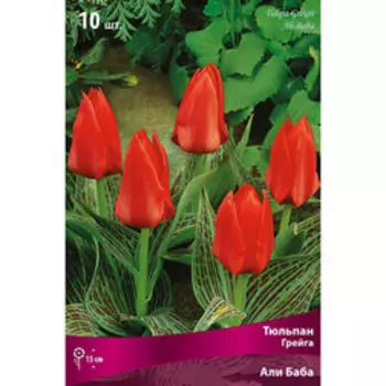 Тюльпан Грейга Али Баба (10 шт.)