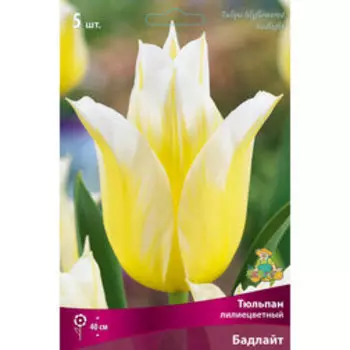 Тюльпан Лилиецветный Бадлайт (5 шт.)