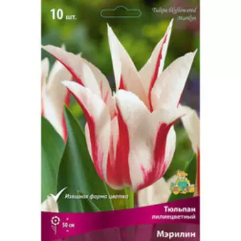 Тюльпан Лилиецветный Мэрилин (10 шт.)