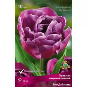 Тюльпан Махровый поздний Блу Диаманд (10 шт.)