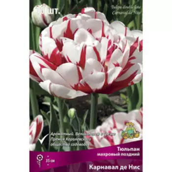 Тюльпан махровый поздний Карнавал де Нис (10 шт.)