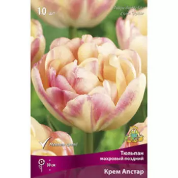 Тюльпан махровый поздний Крем Апстар (10 шт.)