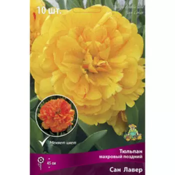Тюльпан Махровый поздний Сан Лавер (10 шт.)