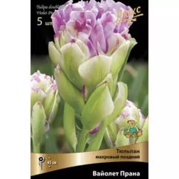 Тюльпан махровый поздний Вайолет Прана (5 шт.)