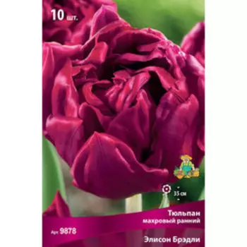 Тюльпан Махровый ранний Элисон Брэдли (10 шт.)