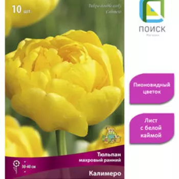 Тюльпан махровый ранний Калимеро (10 шт.)