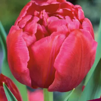 Тюльпан Махровый ранний Маргарита (10 шт.)